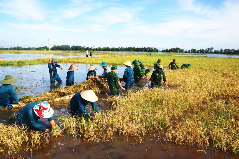 Lực lượng vũ trang tỉnh Tây Ninh tiếp tục giúp dân gặt lúa, dựng nhà trong thiên tai