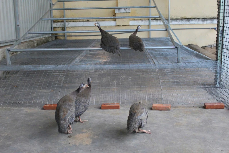 Trung đoàn 10 triển khai mô hình “Nuôi gà sao”
